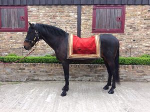 Saddle Blankets